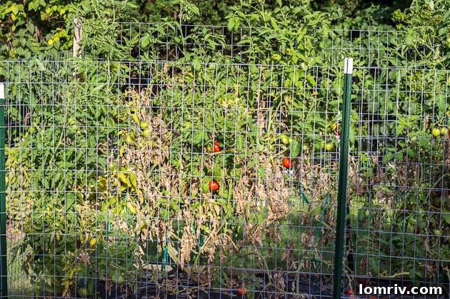 Homemade Tomato Sauce Production
