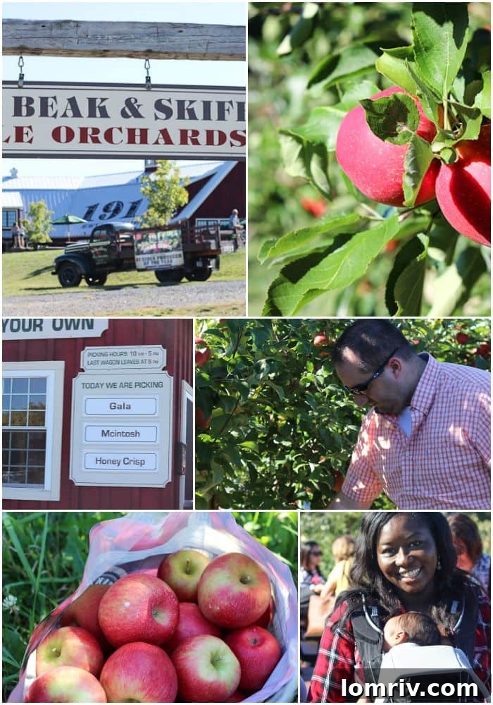 Family Fun at the Apple Orchard