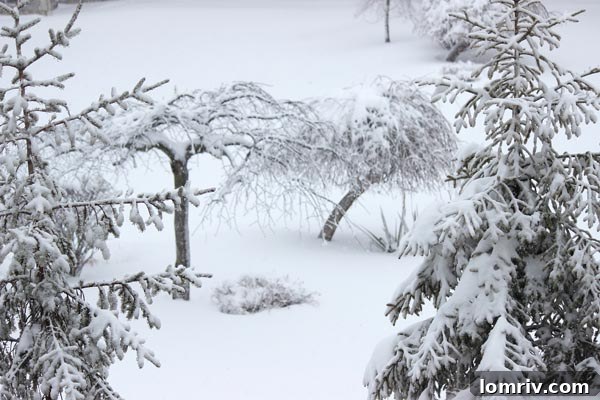 Freshly fallen snow transforms the landscape into a beautiful winter scene, emphasizing natural beauty.