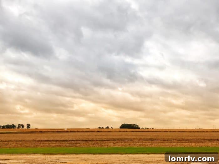 Lush Iowa cornfields stretching towards the horizon under a bright sky, symbolizing the state's agricultural abundance.