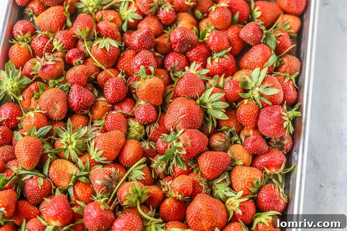 A tray overflowing with vibrant, freshly picked strawberries, showcasing their natural beauty.
