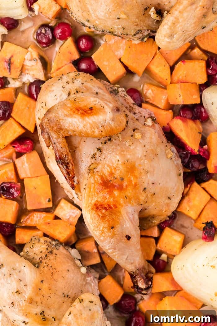 Baked Sheet Pan Chicken with Sweet Potatoes and Cranberries on a roasting pan.