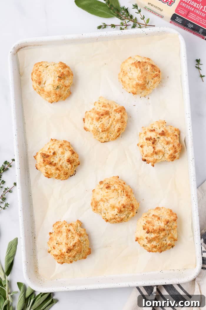 Golden Brown Cheddar Biscuits Fresh from the Oven