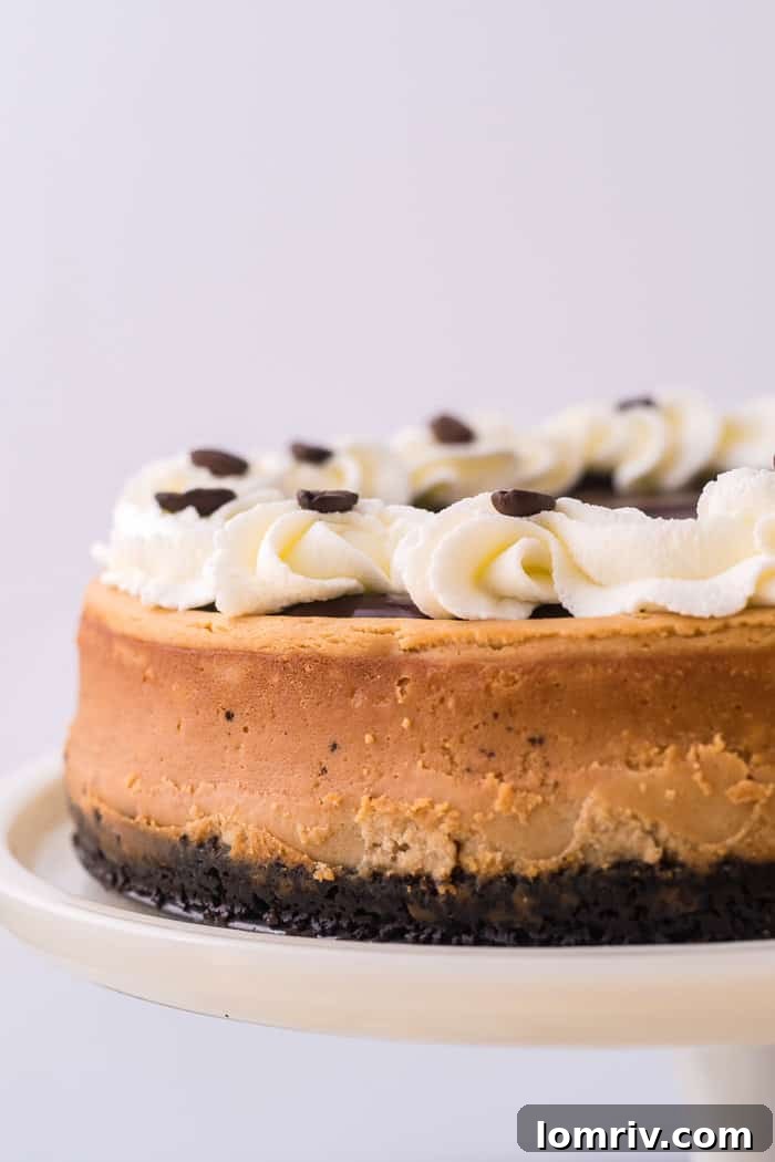 A beautifully set mocha cheesecake cooling on a wire rack, ready for its topping.