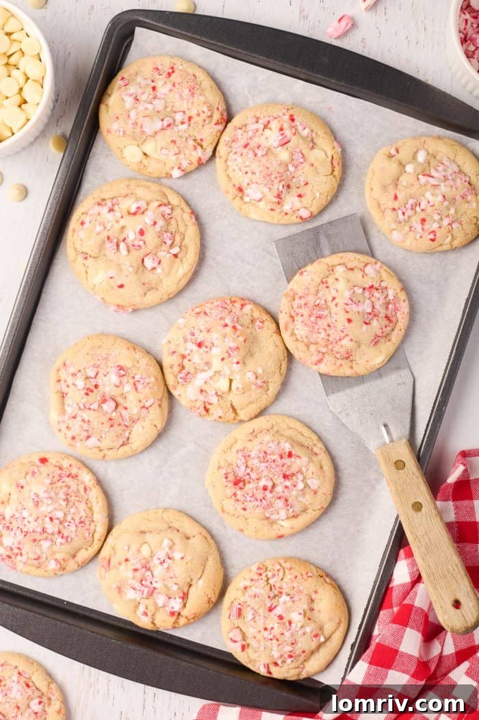 Freshly baked peppermint white chocolate cookies cooling on a cookie sheet, their edges slightly golden and centers still soft.