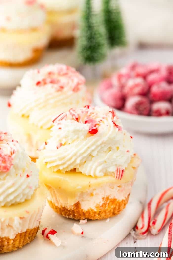 A festive display of several mini peppermint cheesecakes neatly arranged on a plate, surrounded by scattered candy canes, creating a vibrant holiday scene.