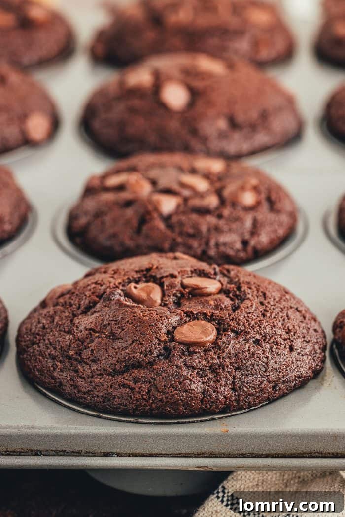 A close up of double chocolate muffins in a muffin tray.