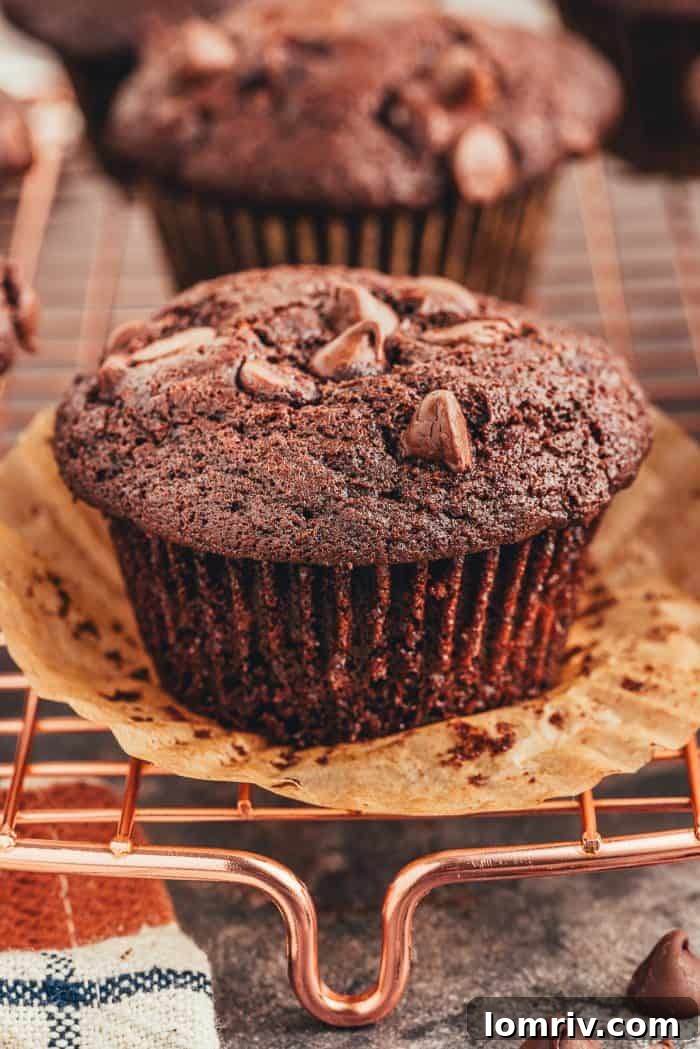 A close up of two double chocolate muffins with the wrappers peeled off on a cooling rack.