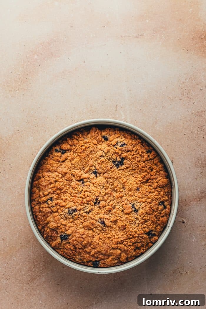 A freshly baked blueberry coffee cake, golden-brown and fragrant, still resting in its springform pan straight out of the oven.