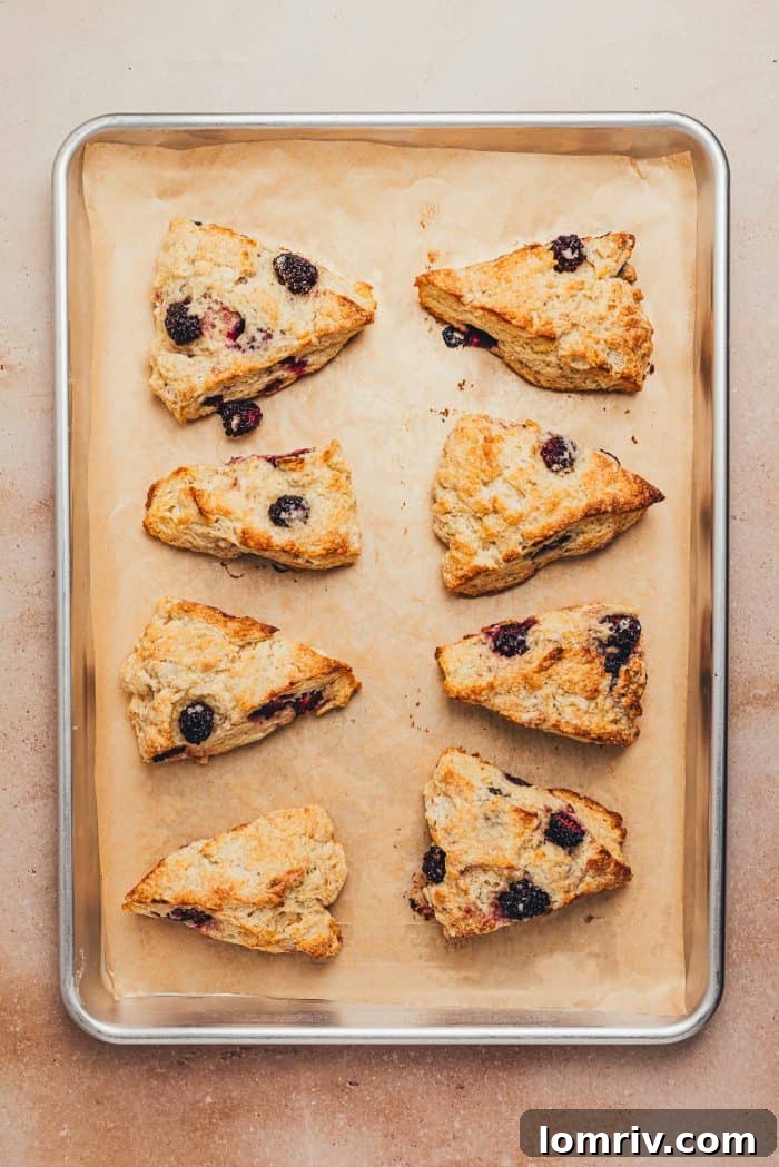 Baked blackberry buttermilk scones, golden brown on a baking tray.