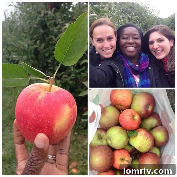 Autumn Apple Harvest Collage