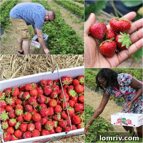 A person gently picking fresh, ripe strawberries from a lush green field, highlighting the beauty of homegrown produce.
